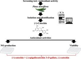 Isolation and identification of a bioactive compound from Japanese red pine (Pinus densiflora) tea and its antioxidative effects on vascular endothelial cells