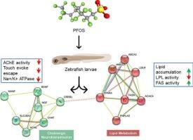 PFOS-induced dyslipidemia and impaired cholinergic neurotransmission in developing zebrafish: Insight into its mechanisms