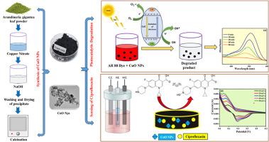 Green synthesis of CuO nanoparticles: A promising material for photocatalysis and electrochemical sensor