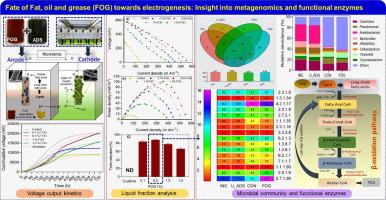 Fat, oil, and grease as new feedstock towards bioelectrogenesis in microbial fuel cells: Microbial diversity, metabolic pathways, and key enzymes