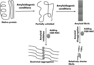 Amine Group Surface-Functionalized Carbon Quantum Dots Exhibit Anti-amyloidogenic Effects Towards Hen Egg White Lysozyme by Inducing Formation of Nontoxic Spherical Aggregates