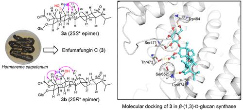 Natural Enfumafungin Analogues from Hormonema carpetanum and Their Antifungal Activities