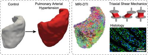 Untangling the mechanisms of pulmonary arterial hypertension-induced right ventricular stiffening in a large animal model