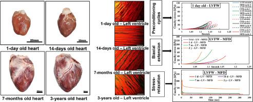 Quantifying the microstructural and biomechanical changes in the porcine ventricles during growth and remodelling