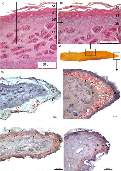 Identifying and locating carotenoids in supra-orbital combs of male black grouse (Lyurus tetrix) using Raman and transmission electron microscopy: A histological study using rehydrated tissue samples