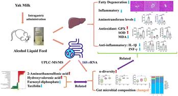 Yak milk protects against alcohol-induced liver injury in rats†