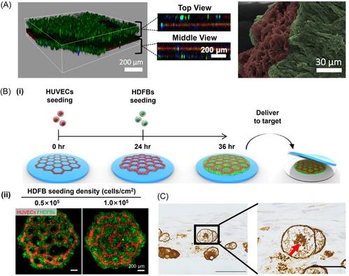 Three-dimensional multicellular biomaterial platforms for biomedical application