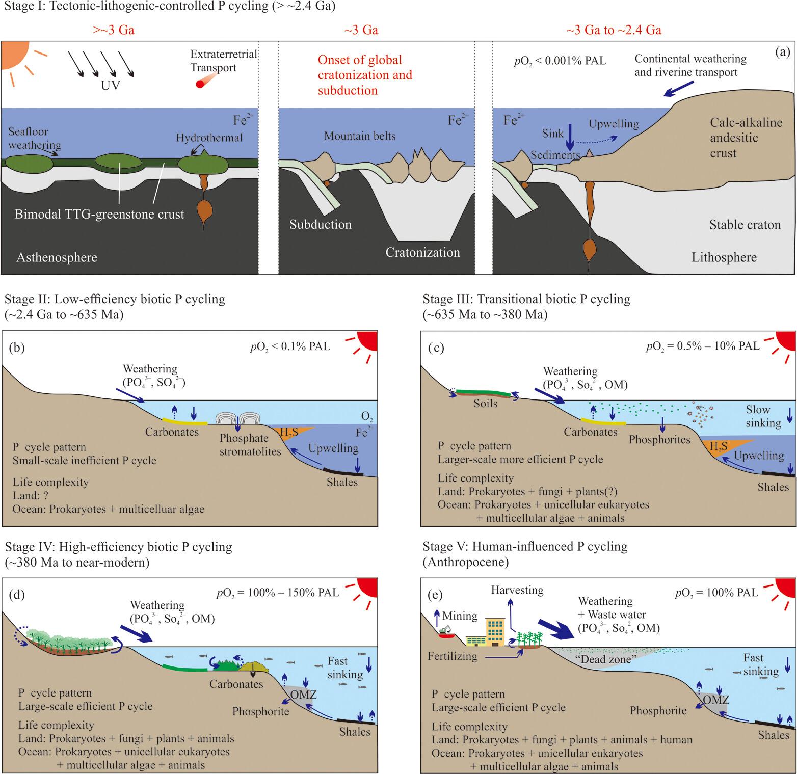 A Five-stage Evolution of Earth's Phosphorus Cycle