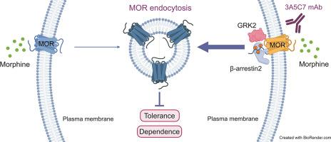 Monoclonal antibody targeting mu-opioid receptor attenuates morphine tolerance via enhancing morphine-induced receptor endocytosis