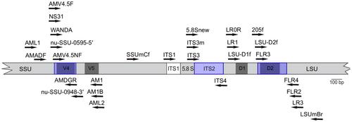 GlobalAMFungi: a global database of arbuscular mycorrhizal fungal occurrences from high-throughput sequencing metabarcoding studies