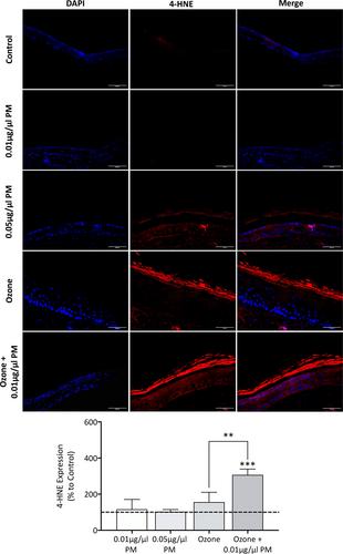 Biological effects of air pollution on the function of human skin equivalents