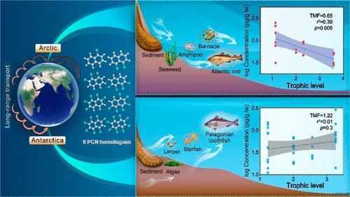 Occurrence and Trophic Transfer of Polychlorinated Naphthalenes (PCNs) in the Arctic and Antarctic Benthic Marine Food Webs