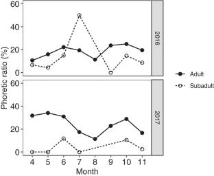 Phoretic behavior of the pseudoscorpion Megachernes ryugadensis on the Japanese wood mouse Apodemus speciosus