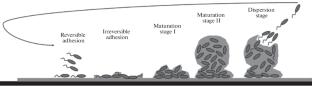 The Role of Interactions between Bacteria and Clay Minerals in Pedochemical Processes