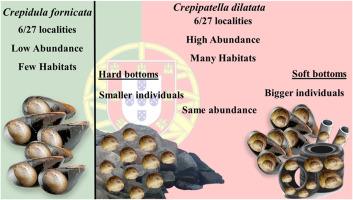 Abundance and distribution of non-indigenous Calyptraeidae gastropods along north and central Atlantic shores of Portugal