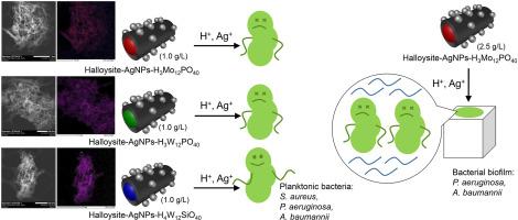 Antibacterial composites based on halloysite with silver nanoparticles and polyoxometalates