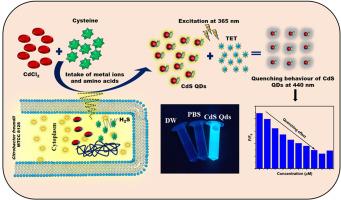 Synthesis of water-soluble CdS quantum dots for the fluorescence detection of tetracycline