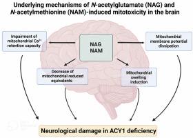 Disturbance of mitochondrial functions caused by N-acetylglutamate and N-acetylmethionine in brain of adolescent rats: Potential relevance in aminoacylase 1 deficiency