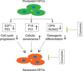 Curcumin attenuates replicative senescence in human dental follicle cells and restores their osteogenic differentiation