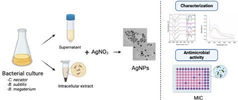 Optimization of the biosynthesis of silver nanoparticles using bacterial extracts and their antimicrobial potential