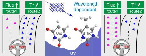 Wavelength dependent excited state dynamics observed in canonical pyrimidine nucleosides