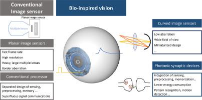 Bio-inspired visual systems based on curved image sensors and synaptic devices