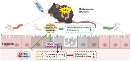 Saposhnikovia divaricata root and its major components ameliorate inflammation and altered gut microbial diversity and compositions in DSS-induced colitis