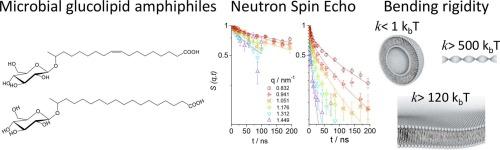 Measuring the bending rigidity of microbial glucolipid (biosurfactant) bioamphiphile self-assembled structures by neutron spin-echo (NSE): Interdigitated vesicles, lamellae and fibers