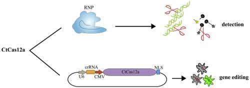 Characterization of a thermostable Cas12a ortholog