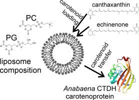 Lipid composition and properties affect protein-mediated carotenoid uptake efficiency from membranes