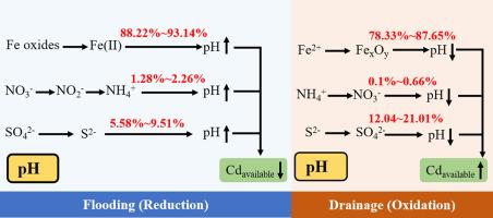 Quantitative understanding of the impact of flooding durations on Cd variations in an acidic paddy soil during the flooding and drainage processes