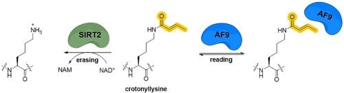 Reading and erasing of histone crotonyllysine mimics by the AF9 YEATS domain and SIRT2 deacylase