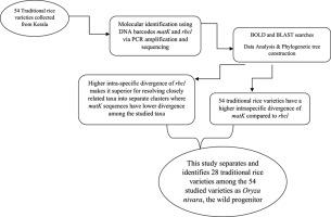 Conservation and molecular identification of traditional rice varieties collected from Kerala using matK and rbcL DNA barcode markers