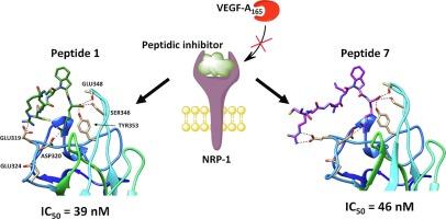 Structure-activity relationship studies and biological properties evaluation of peptidic NRP-1 ligands: Investigation of N-terminal cysteine importance