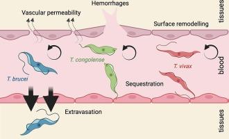 Investigation of Trypanosoma-induced vascular damage sheds insights into Trypanosoma vivax sequestration