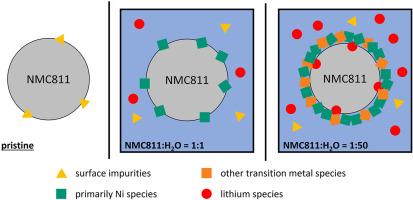 Unraveling the importance of water ratio in direct lithium-ion battery cathode recycling