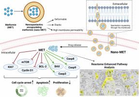 Enhancing the anticancer potential of metformin: fabrication of efficient nanospanlastics, in vitro cytotoxic studies on HEP-2 cells and reactome enhanced pathway analysis