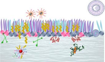 Pulmonary surfactant's interaction with nanocarriers: Nanoscale structural and functional effects