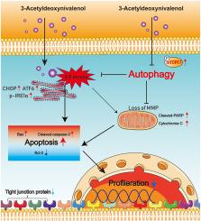 3-Acetyldeoxynivalenol induces apoptosis, barrier dysfunction and endoplasmic reticulum stress by inhibiting mTORC1-dependent autophagy in porcine enterocytes