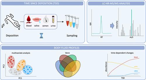 Untargeted Metabolomics Profiling for Determination of the Time since Deposition of Biofluids in a Forensic Context: A Proof-of-Concept for Urine, Saliva, and Semen in Addition to Blood