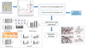 Effect of the phosphorylation structure in casein phosphopeptides on the proliferation, differentiation, and mineralization of osteoblasts and its mechanism