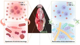 Epigallocatechin gallate (EGCG) alleviates the inflammatory response and recovers oral microbiota in acetic acid-induced oral inflammation mice†