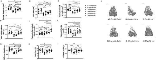 Pharmacologic Inhibition of Myostatin With a Myostatin Antibody Improves the Skeletal Muscle and Bone Phenotype of Male Insulin-Deficient Diabetic Mice