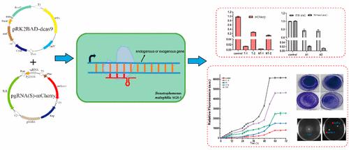 Construction of a CRISPR Interference System for Gene Knockdown in Stenotrophomonas maltophilia AGS-1 from Aerobic Granular Sludge