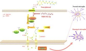 Role and mechanism of MiR-542-3p in regulating TLR4 in nonylphenol-induced neuronal cell pyroptosis