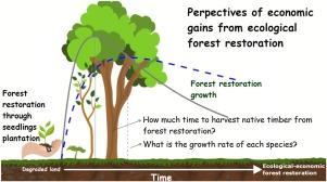 Potential native timber production in tropical forest restoration plantations