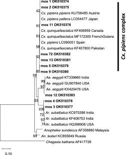 Molecular Identification of Aedes, Armigeres, and Culex Mosquitoes (Diptera: Culicidae) Using Mitochondrial Cytochrome Oxidase Subunit I Genes in Myanmar