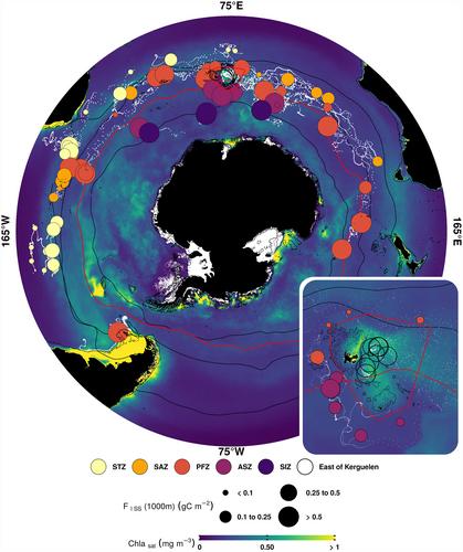 BioGeoChemical-Argo Floats Reveal Stark Latitudinal Gradient in the Southern Ocean Deep Carbon Flux Driven by Phytoplankton Community Composition