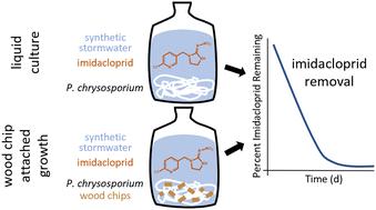 Degradation of imidacloprid by Phanerodontia chrysosporium on wood chips for stormwater treatment†