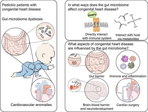 From heart to gut: Exploring the gut microbiome in congenital heart disease